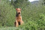 AIREDALE TERRIER 153